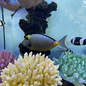 orangespined unicornfish (naso lituratus)