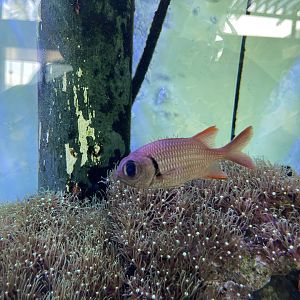pinecone soldierfish (myripristis murdjan)