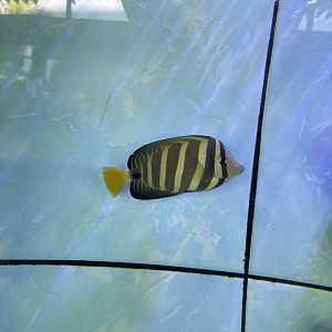 sailfin tang (zebrasoma velifer)