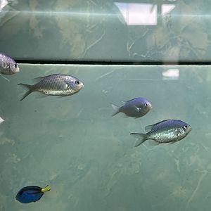 green chromis (chromis viridis)