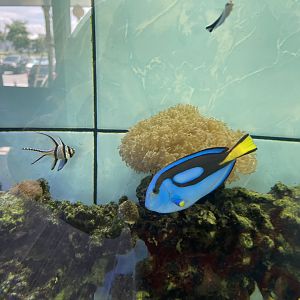 royal blue tang (paracanthurus hepatus)