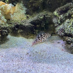 spotted hawkfish (cirrhitichthys aprinus)