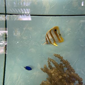 copperband butterflyfish (chelmon rostratus)
