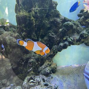 ocellaris clownfish (amphiprion ocellaris) (1)