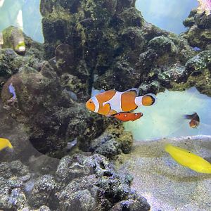 ocellaris clownfish (amphiprion ocellaris) (2)