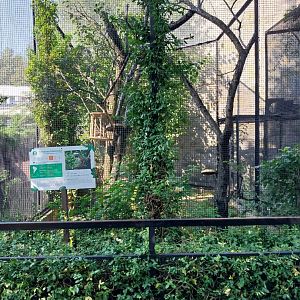 Cotton-top Tamarin (Saguinis oedipus)