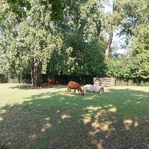 Eastern bongo (Tragelaphus euryceris isaaci)