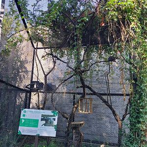 Red-bellied Tamarin (Saguinis labiatus)