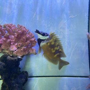 foxface rabbitfish (siganus vulpinus)