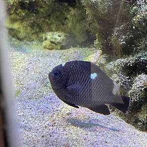 threespot dascyllus (dascyllus trimaculatus)