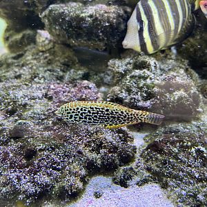 leopard wrasse (macropharyngodon meleagris)