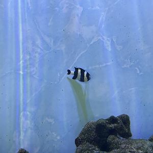 four stripe damselfish (dascyllus melanurus)