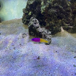 royal dottyback (pictichromis paccagnellae)