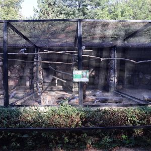 Grey Parrot (Psittacus erithacus)