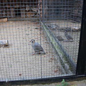 Arabian Partridge (Alectornis melanocephala)