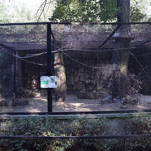 European Thick-knee (Burhinus oedicnemus oedicnemus)