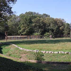Rothschild's giraffe (Giraffa camelopardalis rothschildi)