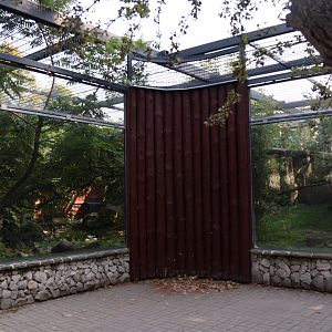 Amur Leopard enclosure