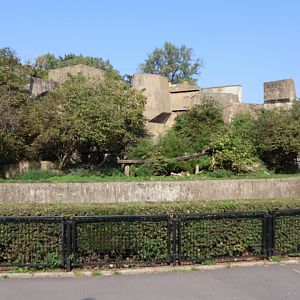 Cat terraces - Siberian Tiger enclosure