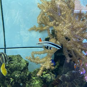 bluestreak cleaner wrasse (labroides dimidiatus)