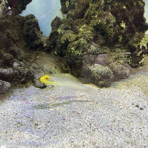 bluestreak goby (valenciennea strigata)
