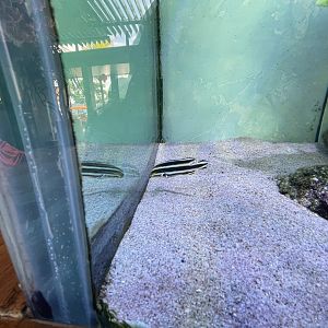 juvenille painted sweetlips (diagramma pictum)