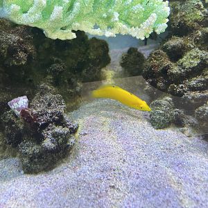 canary wrasse (halichoeres chrysus)