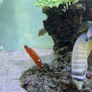 juvenille yellowtail coris (coris gaimard)