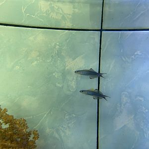 blackfin dartfish (pterelotris evides)