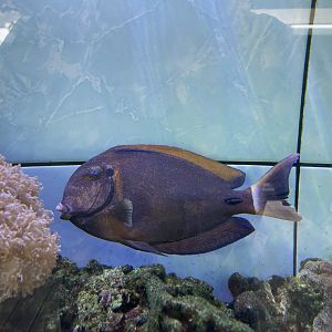 ringtail surgeonfish (acanthurus blochii)