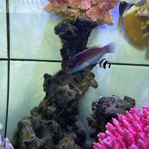 blueside wrasse (cirrhilabrus cyanopleura)