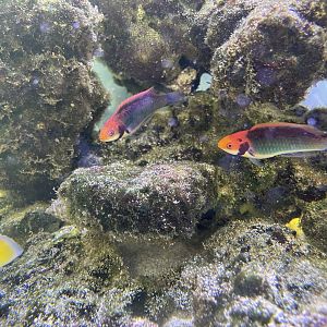 red-eye wrasse (cirrhilabrus solorensis)
