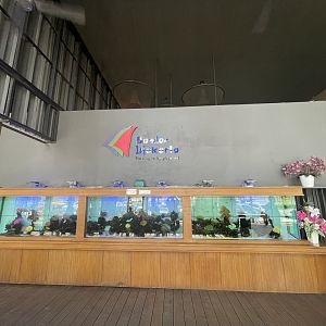 bandar djakarta pantai indah kapuk 2’s saltwater aquarium