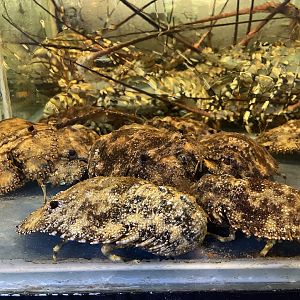 blunt slipper lobster (scyllarides squammosus)
