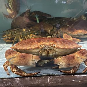 brown crab (cancer pagurus)