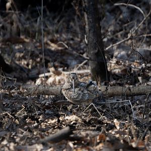 Eurasian Woodcock ~ Maioka Park