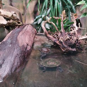 Reptile house - McCord's Snake-necked Turtle (Chelodina mccordi) exhibit