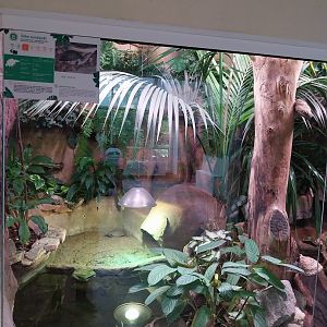 Reptile house - Ambonese Box Turtle (Cuora ambonensis) exhibit