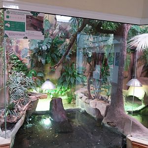 Reptile house - Red-bellied Short-necked Turtle (Emydura subglobosa) exhibit