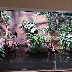 Reptile house - Annam Leaf Turtle (Mauremys annamensis) exhibit