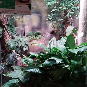 Reptile house - Chinese Three-keeled Pond Turtle (Mauremys reevesii) exhibit