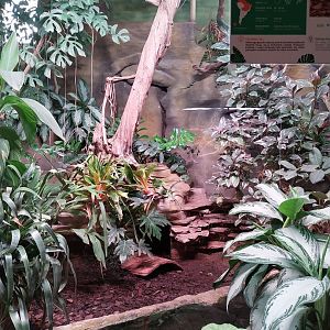 Reptile house - Red-footed Tortoise (Chelonoidis carbonarius) exhibit