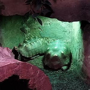 Reptile house - Tortoise sp?