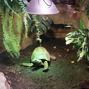 Reptile house - tortoise sp?