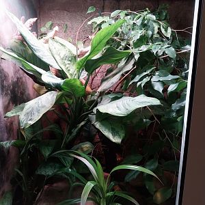 Reptile house - Radiated Ratsnake (Coelognathus radiatus) exhibit