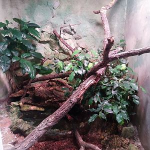 Reptile house - Mandarin ratsnake (Euprepiophis mandarinus) exhibit