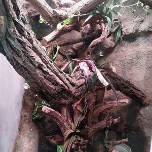 Reptile house - Amazon Tree Boa (Corallus hortulana) exhibit