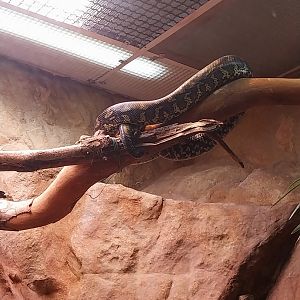 Reptile house - Carpet Python (Morelia spilota)