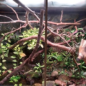 Reptile house - Vampire Crab exhibit