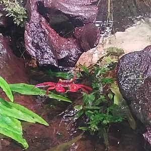 Reptile house - Vampire Crab (Geosesarma sp.)